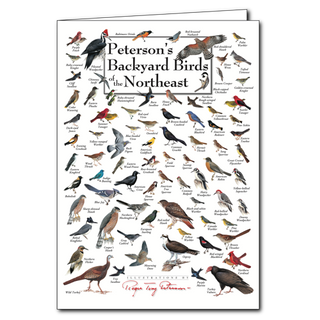 Backyard birds of the Northeast greeting card, blank inside and perfect for bird lovers