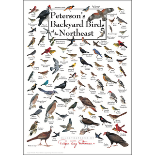 Richly detailed Peterson's Backyard Birds of the Northeast Poster, ships in a sturdy 2" mailing tube.