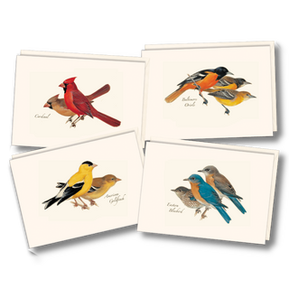Bird notecard assortment inspired by Peterson field guides