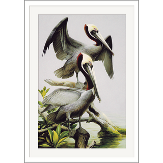 Pelicans greeting card highlighting coastal birds, blank inside and easy to mail