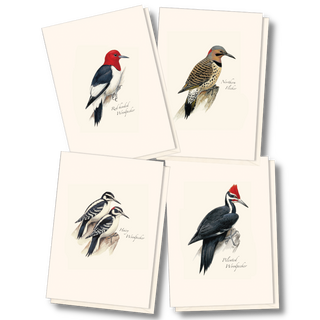 Woodpecker notecard assortment inspired by Peterson guides