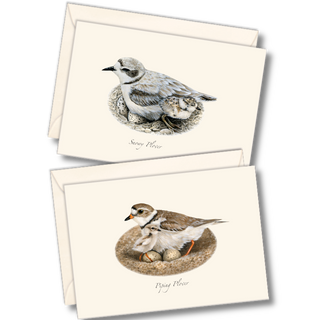 Plover assortment notecards inspired by coastal shorebirds, printed on recycled paper