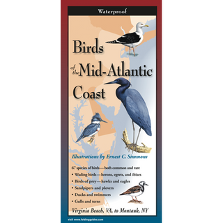 Adventure-ready field guide highlighting coastal birds of the Mid-Atlantic.