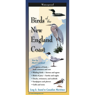 Waterproof folding guide highlighting coastal bird species of the New England shoreline.