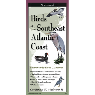 Waterproof folding guide highlighting coastal birds of the Southeast Atlantic Coast.