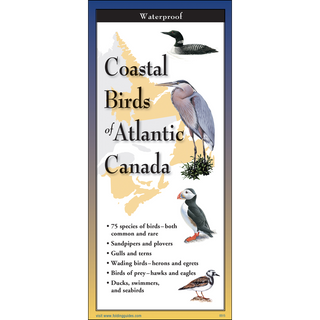 Portable guide with vivid artwork of coastal birds found along Atlantic Canada’s shores.