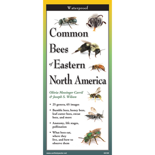Durable laminated guide highlighting common bee species of Eastern North America.