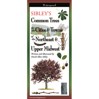 Durable waterproof guide showing common trees in cities and towns of the Northeast and Upper Midwest.