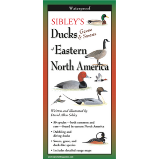 Compact laminated guide showcasing ducks, geese, and swans of Eastern North America.