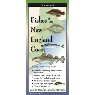 Pocket field guide featuring illustrated fishes native to the New England Coast.