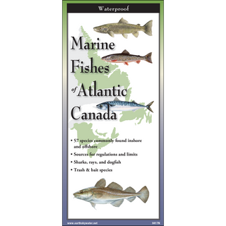 Waterproof laminated guide featuring marine fishes of Atlantic Canada.