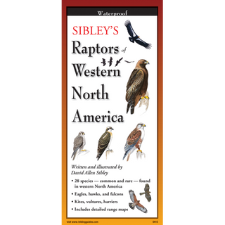Lightweight pocket guide featuring raptors of Western North America.
