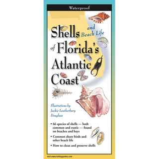 Compact folding guide showcasing shells and beach life along Florida’s Atlantic Coast.
