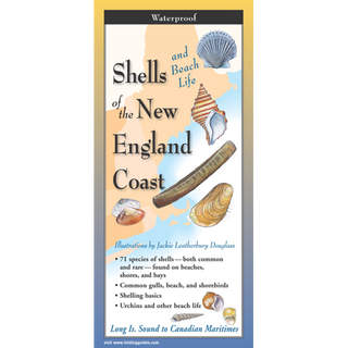 Pocket field guide featuring colorful shells and marine life of the New England Coast.