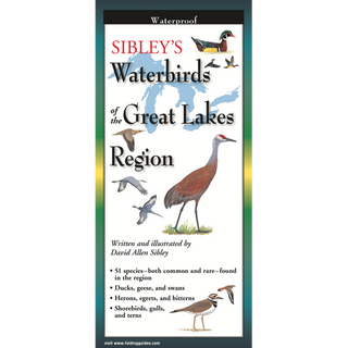 Durable laminated field guide highlighting waterbirds of the Great Lakes region.
