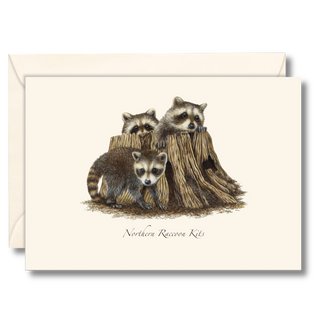 Raccoon kits notecard created by expert illustrators, made in the USA with eco-friendly packaging