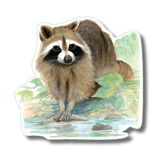 Raccoon stickers with vibrant color showing a widespread mammal species for nature enthusiasts