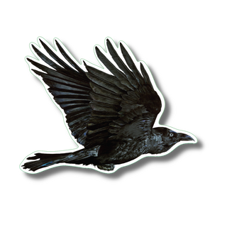Raven stickers on durable, water-resistant vinyl featuring a corvid bird species