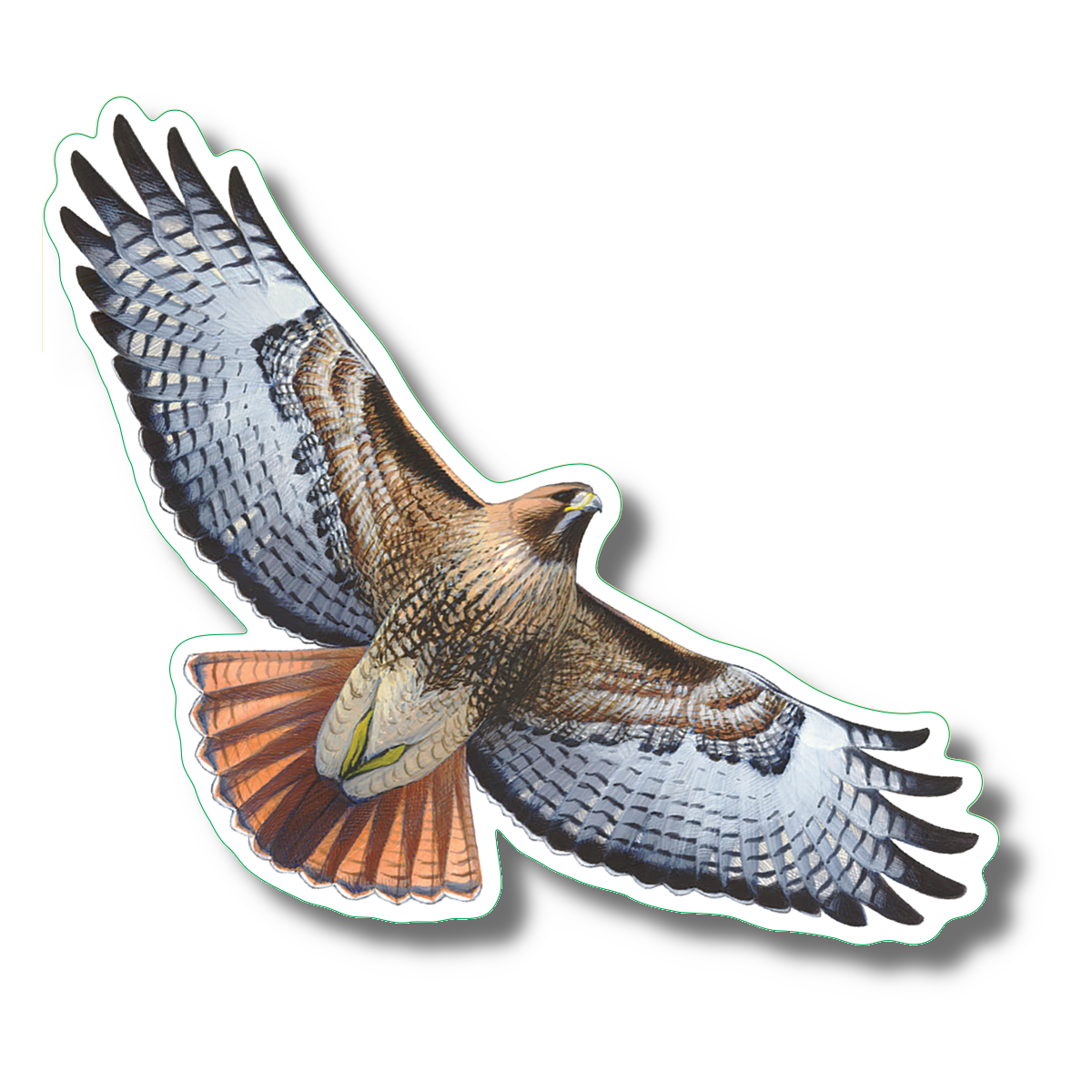 Flying Hawk Sticker Stickers - Red-Tailed Hawk – Earth Sky + Water