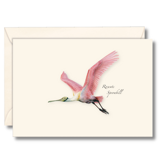 Roseate spoonbill notecard showcasing a vibrant coastal bird