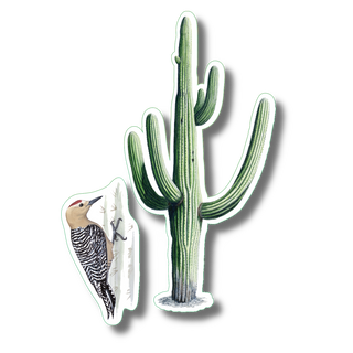 Saguaro & gila woodpecker stickers on durable vinyl showing desert bird and cactus species