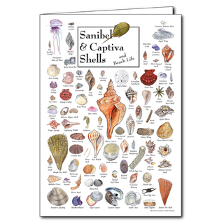 Sanibel & Captiva shells poster card for shell collectors, blank inside and easy to frame