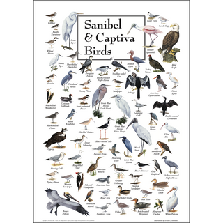 Sanibel & Captiva Birds Poster, made with fade-resistant inks to keep colors vivid for years, great for dens, offices, and any space.