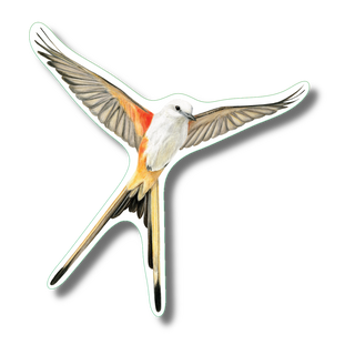 Scissor-tailed flycatcher stickers made in the USA highlighting a distinctive North American bird species