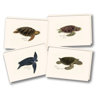 Sea turtle notecard assortment celebrating marine wildlife