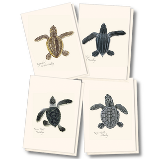 Sea turtle notecard assortment featuring young marine life