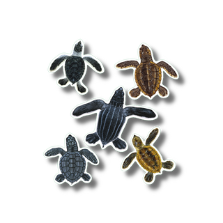 Sea turtle hatchlings stickers made in the USA showing early life-stage species