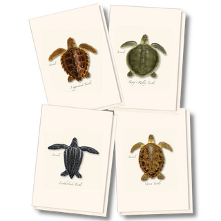 Sea turtle notecard assortment featuring juvenile marine life