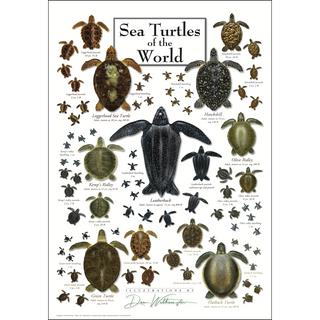 Beautiful Sea Turtles of the World Poster, fade-resistant inks keep colors vivid for years, a thoughtful gift for outdoor lovers.