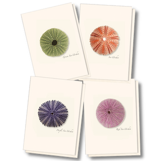 Sea urchin notecard assortment inspired by ocean textures
