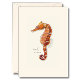 Seahorse notecard highlighting delicate marine life