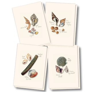 Seashell notecard assortment inspired by coastal finds