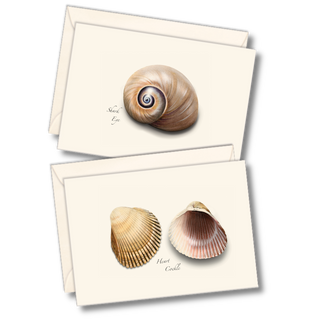 Seashell notecard assortment celebrating coastal textures