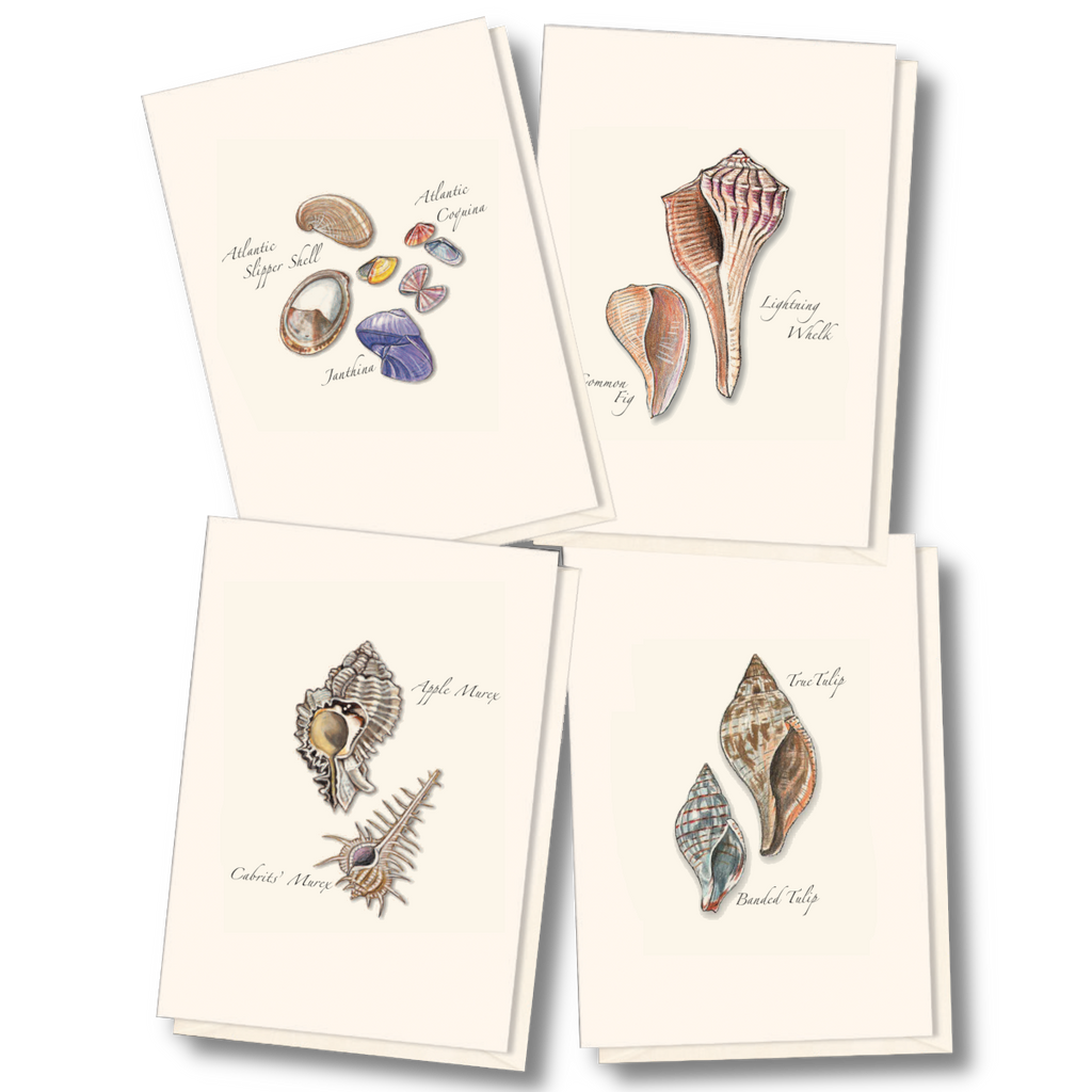 Best Selling Boxed Notecards - Seashell Assortment