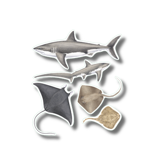 Sharks, skates & rays stickers with permanent clear adhesive for marine species