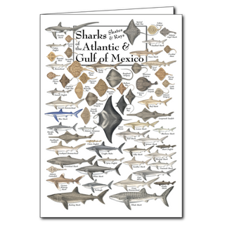 Sharks, skates, and rays greeting card showcasing ocean species, blank inside