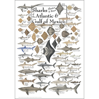 Accurate Sharks, Skates, and Rays of the Atlantic and Gulf of Mexico Poster, printed on 80# coated stock with premium-quality inks.