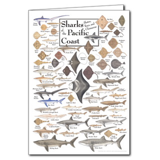 Pacific coast sharks and rays greeting card showcasing ocean species
