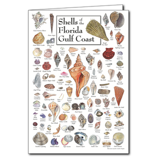 Florida Gulf Coast shells poster card with colorful details, blank inside and great for gifts