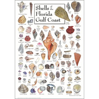 Eye-catching Shells of Florida's Gulf Coast Poster, made in the USA on 80# coated heavyweight stock, built to stand the test of time.