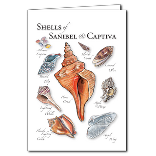 Sanibel and Captiva shells greeting card inspired by island shores