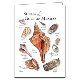 Gulf of Mexico shells greeting card with colorful coastal species