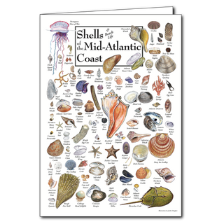 Mid-Atlantic shells poster card with coastal favorites, blank inside and printed on recycled paper