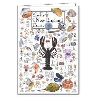 New England coast shells poster card with classic finds, blank inside and great for beach lovers