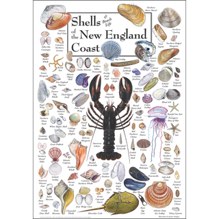 Detailed Shells of the New England Coast Poster, arrives safely in a sturdy 2" mailing tube, perfect for decorating.