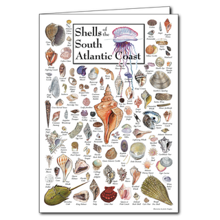 South Atlantic coast shells poster card with beach finds, blank inside and ready to send